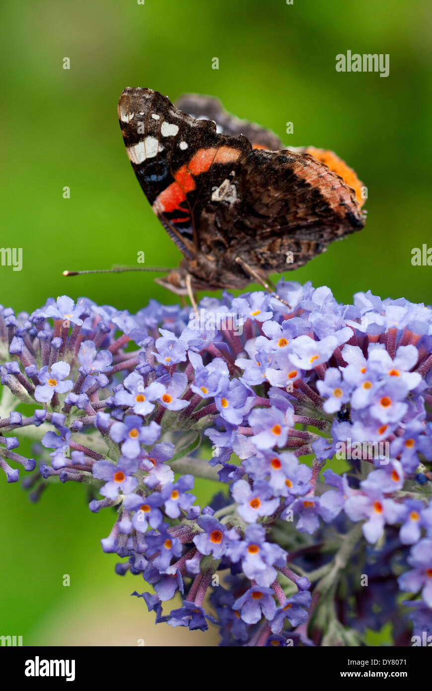 L'amiral rouge papillon, Vanessa atalanta sur Buddleja 'Lochinch'. L'été. Arbre aux papillons. Papillon sur fleurs violettes. Banque D'Images
