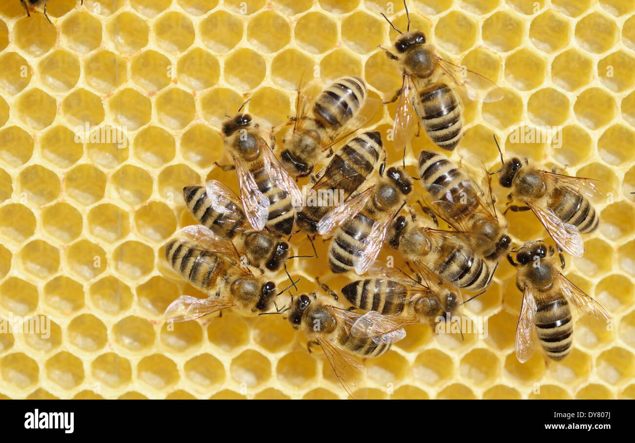 Les abeilles domestiques (Apis mellifera) sur un nid d'fraîchement construit Banque D'Images