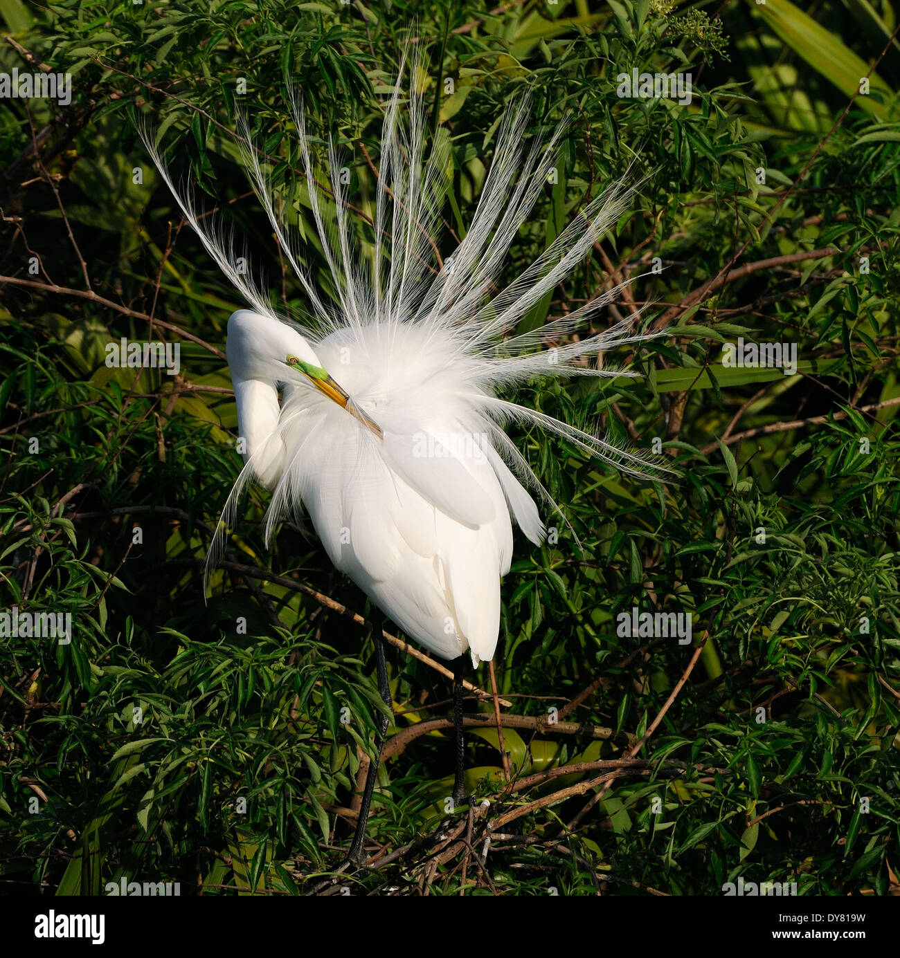 Grande Aigrette flying assis dans la végétation de Gatorland près d'Orlando montrant l'accouplement il y a de plumes. Floride, États-Unis Banque D'Images