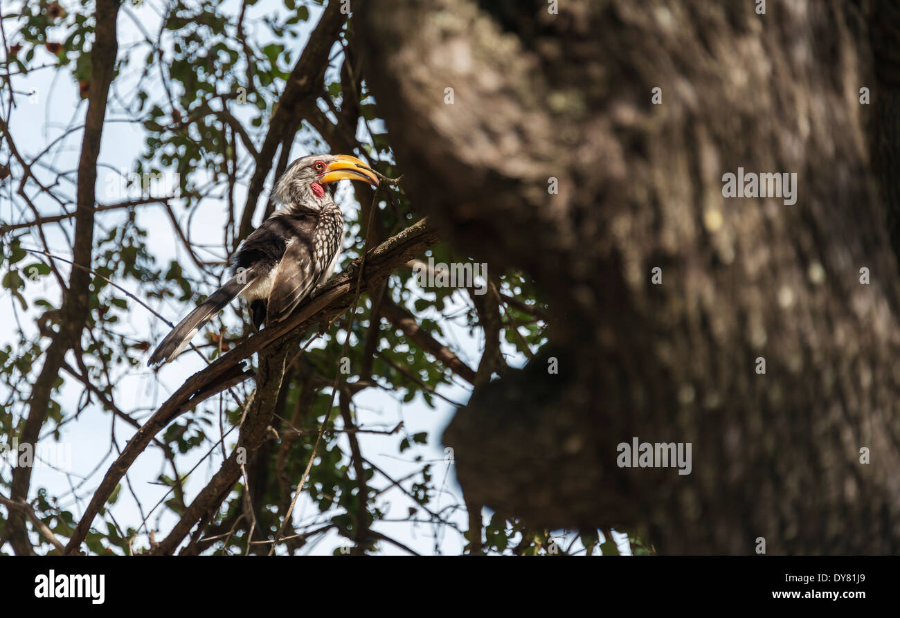 Calao à bec rouge en afrique d'oiseaux du parc national Kruger Banque D'Images