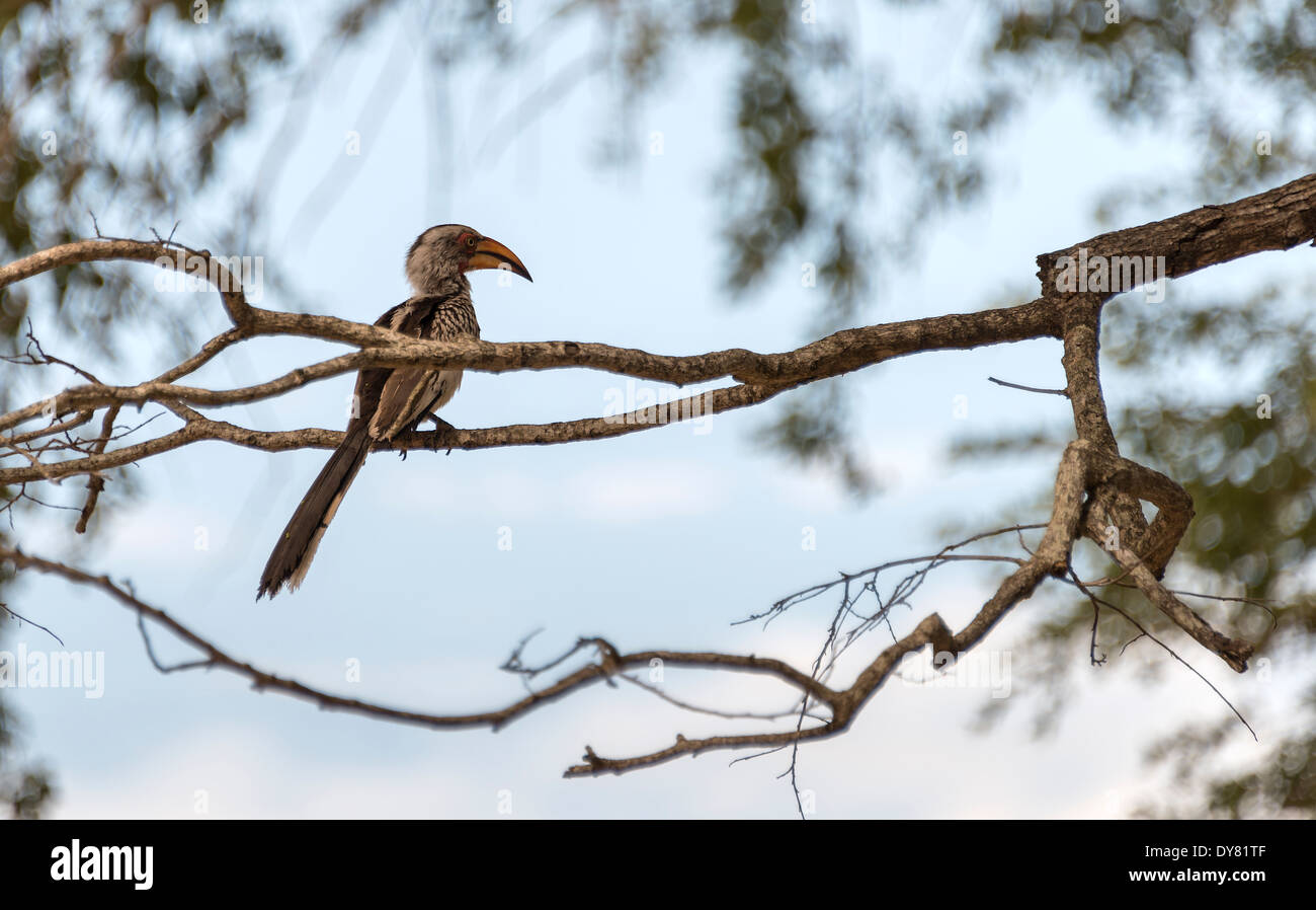 Calao à bec rouge en afrique d'oiseaux du parc national Kruger Banque D'Images