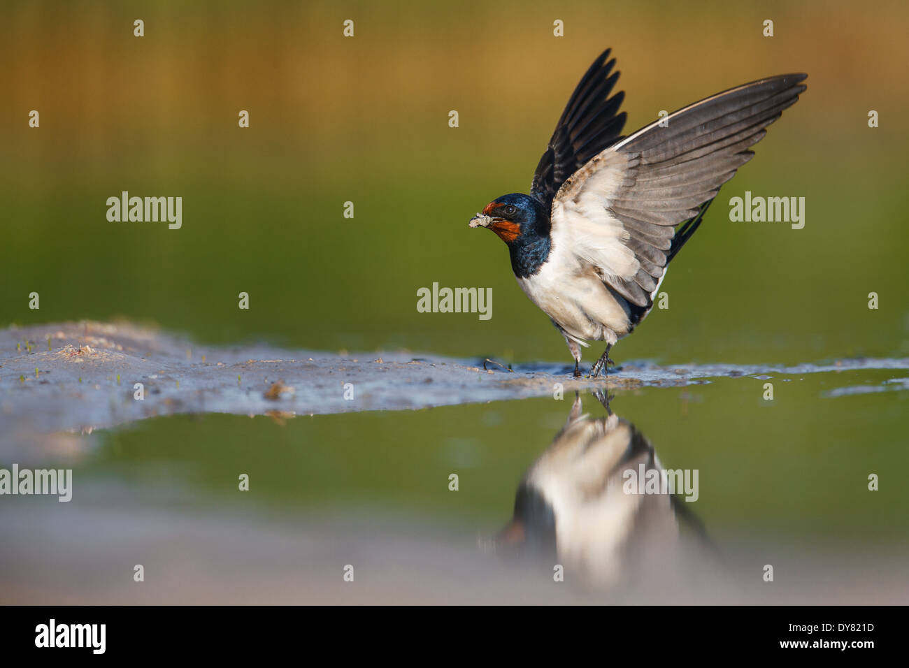 Hirondelle se rassemblant pour son nid Banque de photographies et d — free download