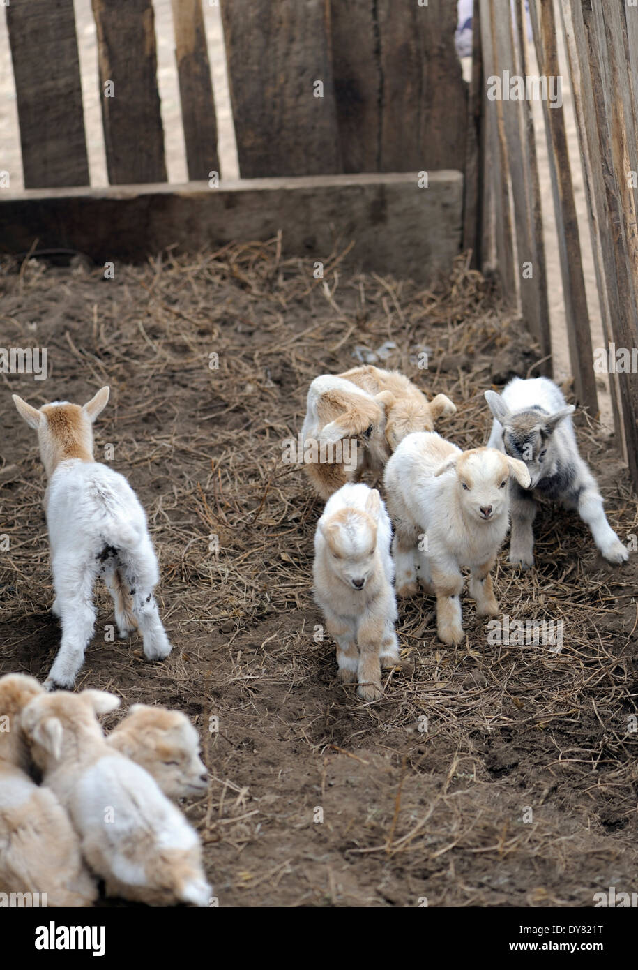 Jeunes chèvres dans un enclos près du village de Pacorral. Banque D'Images