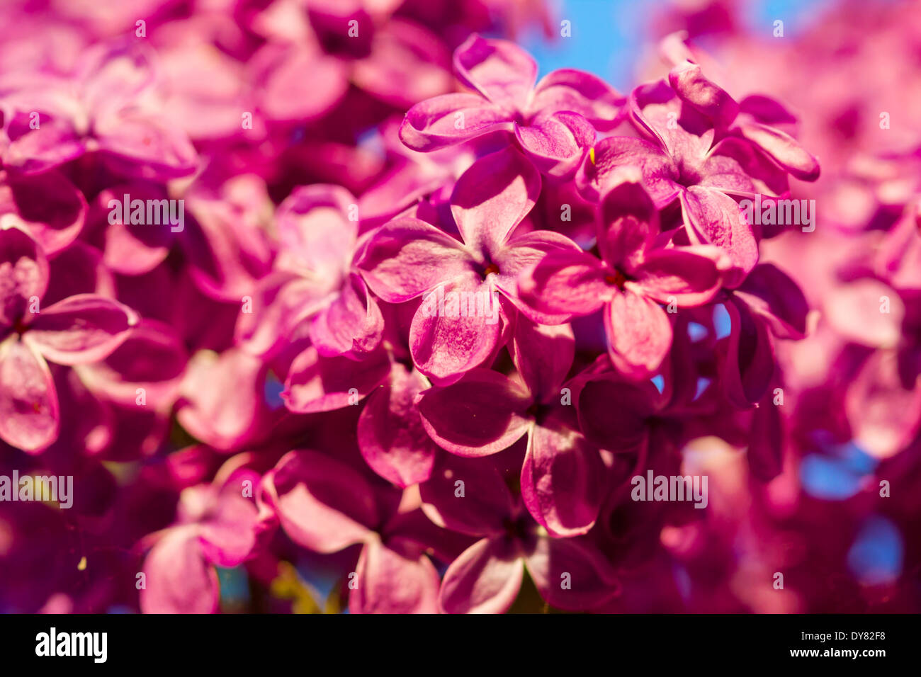 Fleurs lilas mauve parfait printemps blossom tree Banque D'Images
