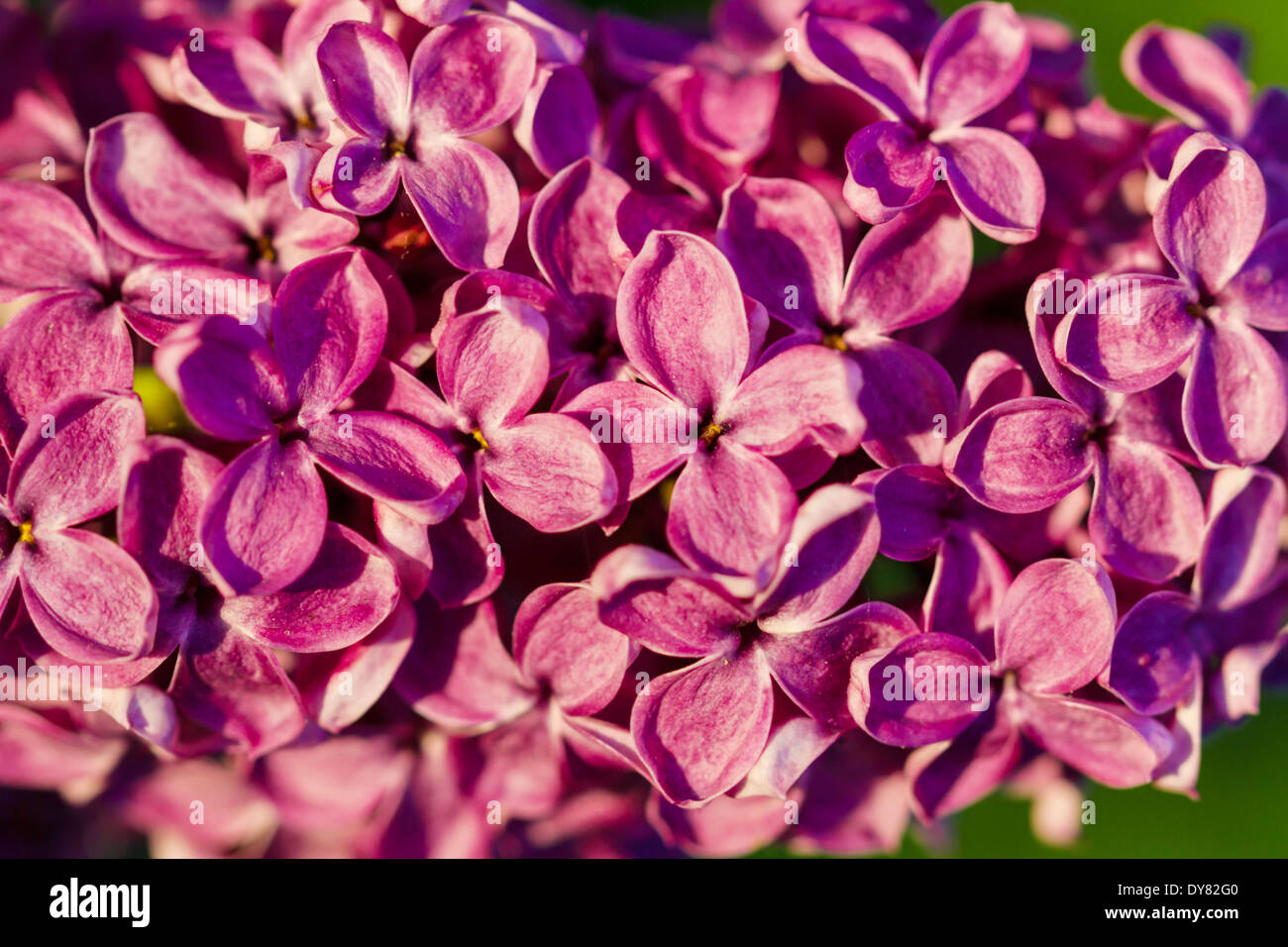 Fleurs lilas mauve parfait printemps blossom tree Banque D'Images