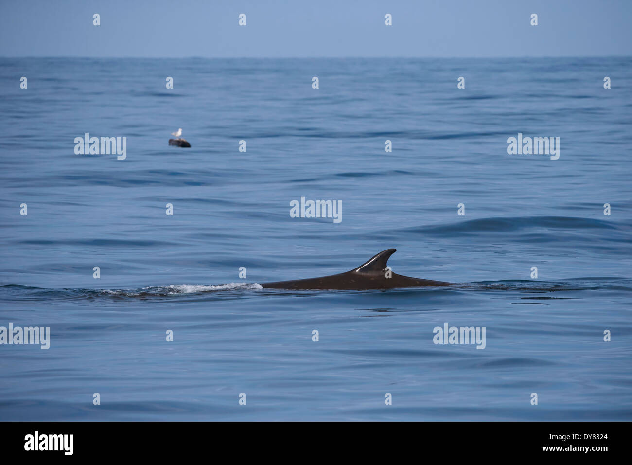 USA, Alaska, Seward, Résurrection Bay, nageoire dorsale de rorqual commun (Balaenoptera physalus) Banque D'Images