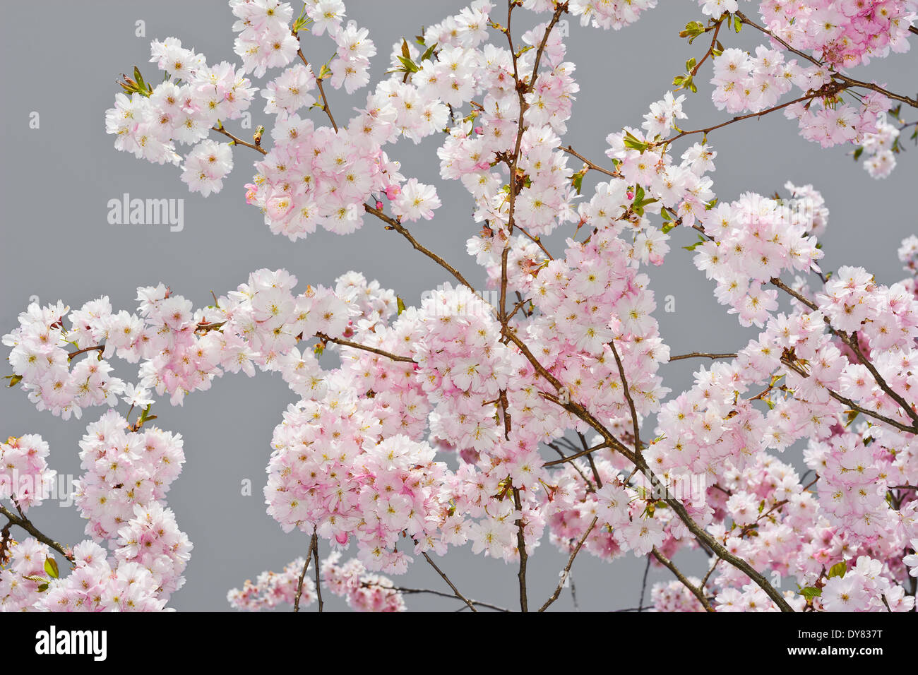Scène paisible avec des pommiers en fleurs au printemps sur gris Banque D'Images