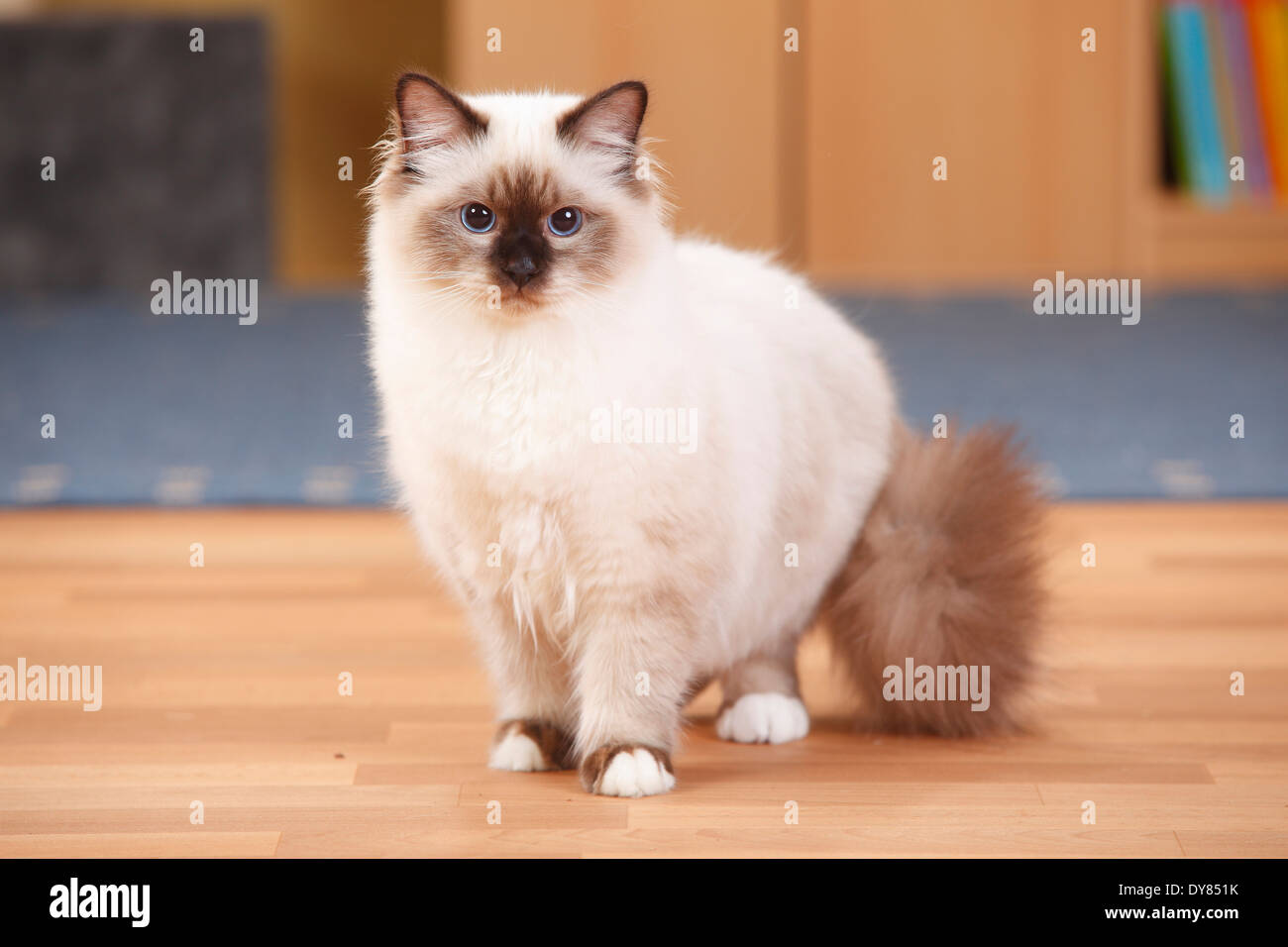 Chat Sacre De Birmanie Seal Point Debout Sur Un Plancher En Bois Photo Stock Alamy