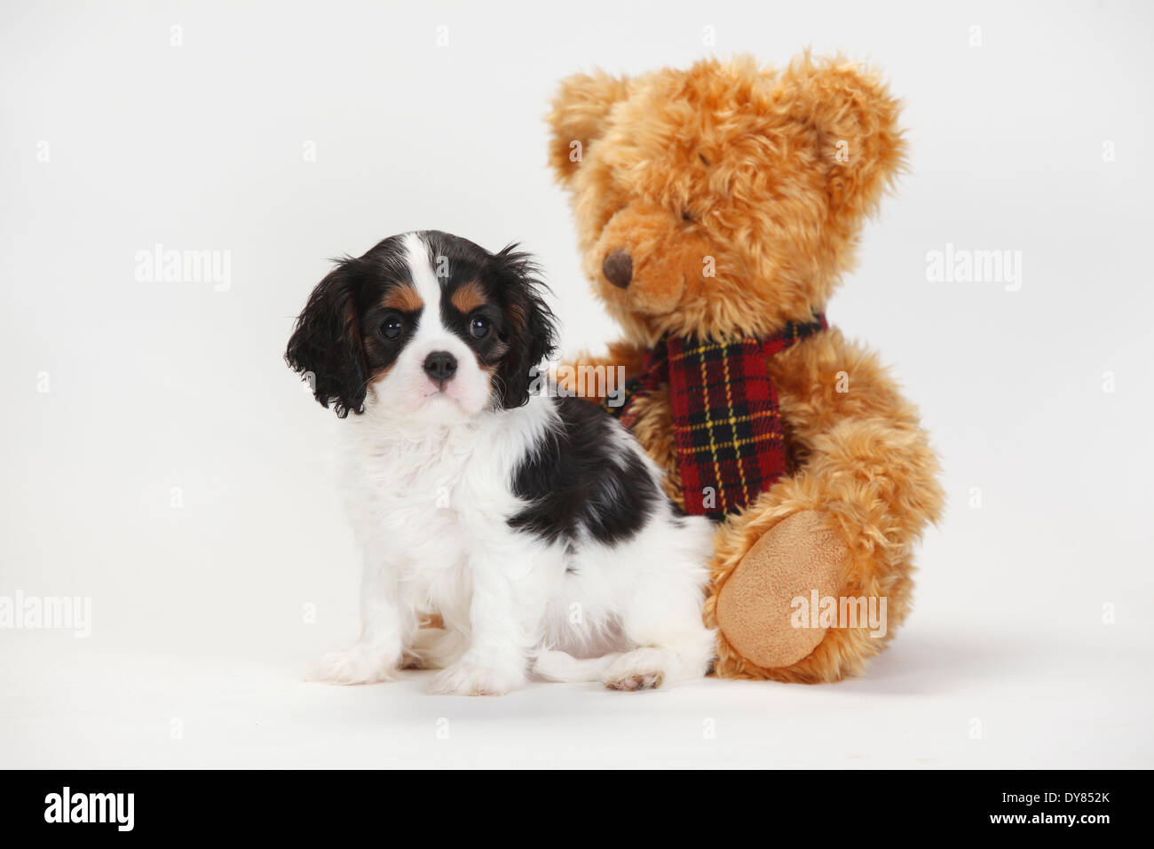 Cavalier King Charles Spaniel puppy, tricolore, avec des ours en peluche  Photo Stock - Alamy