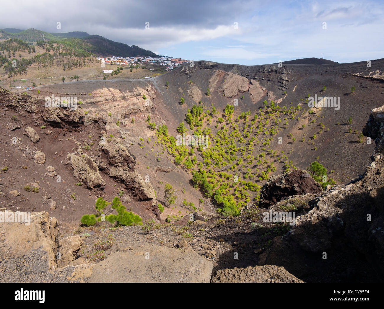 Les pins poussent dans le cratère du volcan San Antonio, près de la ville de Los Canarios sur l'île canarienne de La Palma. Banque D'Images