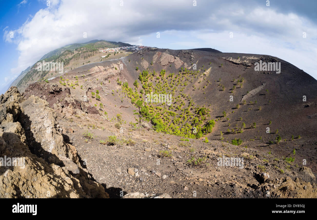 Les pins poussent dans le cratère du volcan San Antonio, près de la ville de Los Canarios sur l'île canarienne de La Palma. Banque D'Images