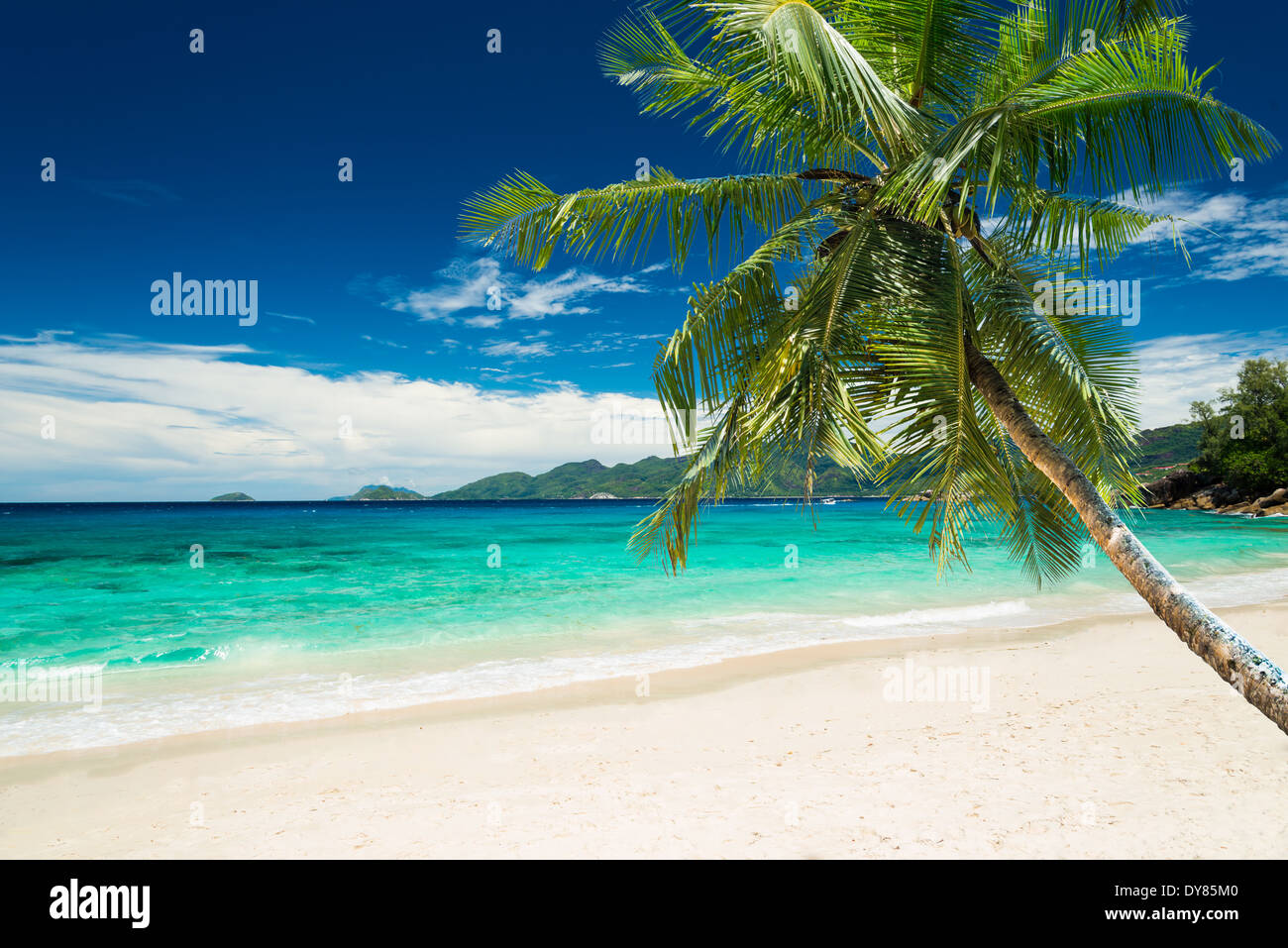 Plage tropicale avec palmiers et mer turquoise Banque D'Images