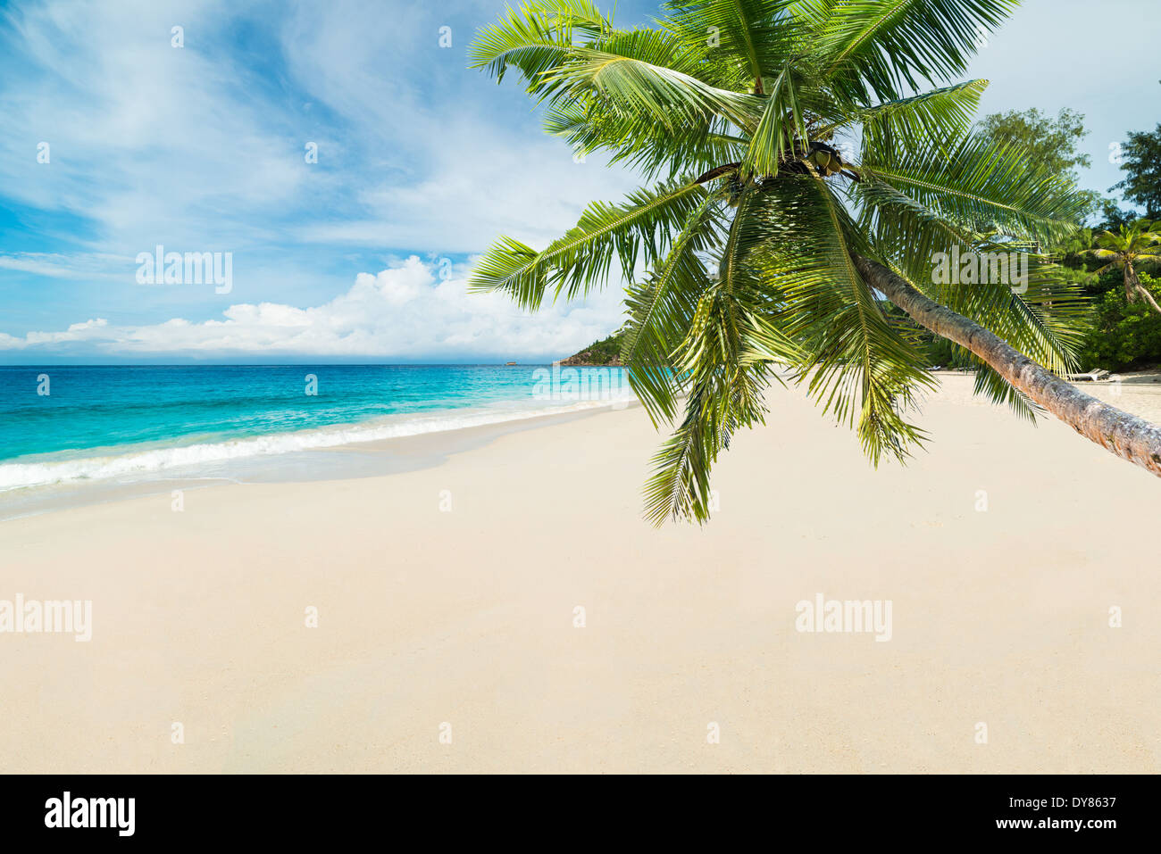 Plage tropicale avec palmiers et mer turquoise Banque D'Images