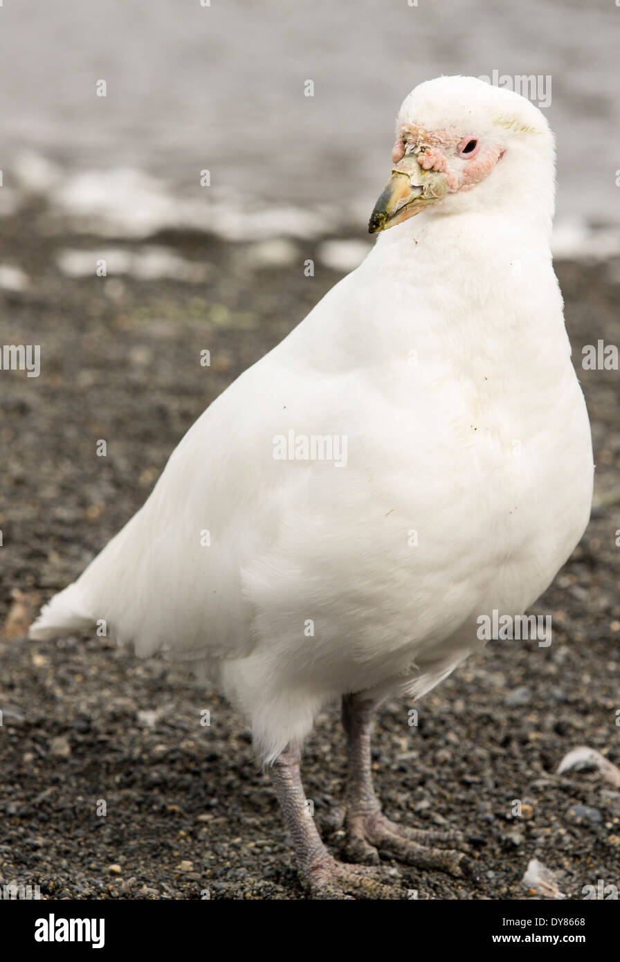 Un Sheathbill enneigés, Chionis albus, dans une colonie de pingouins roi de Gold Harbour, la Géorgie du Sud. Banque D'Images