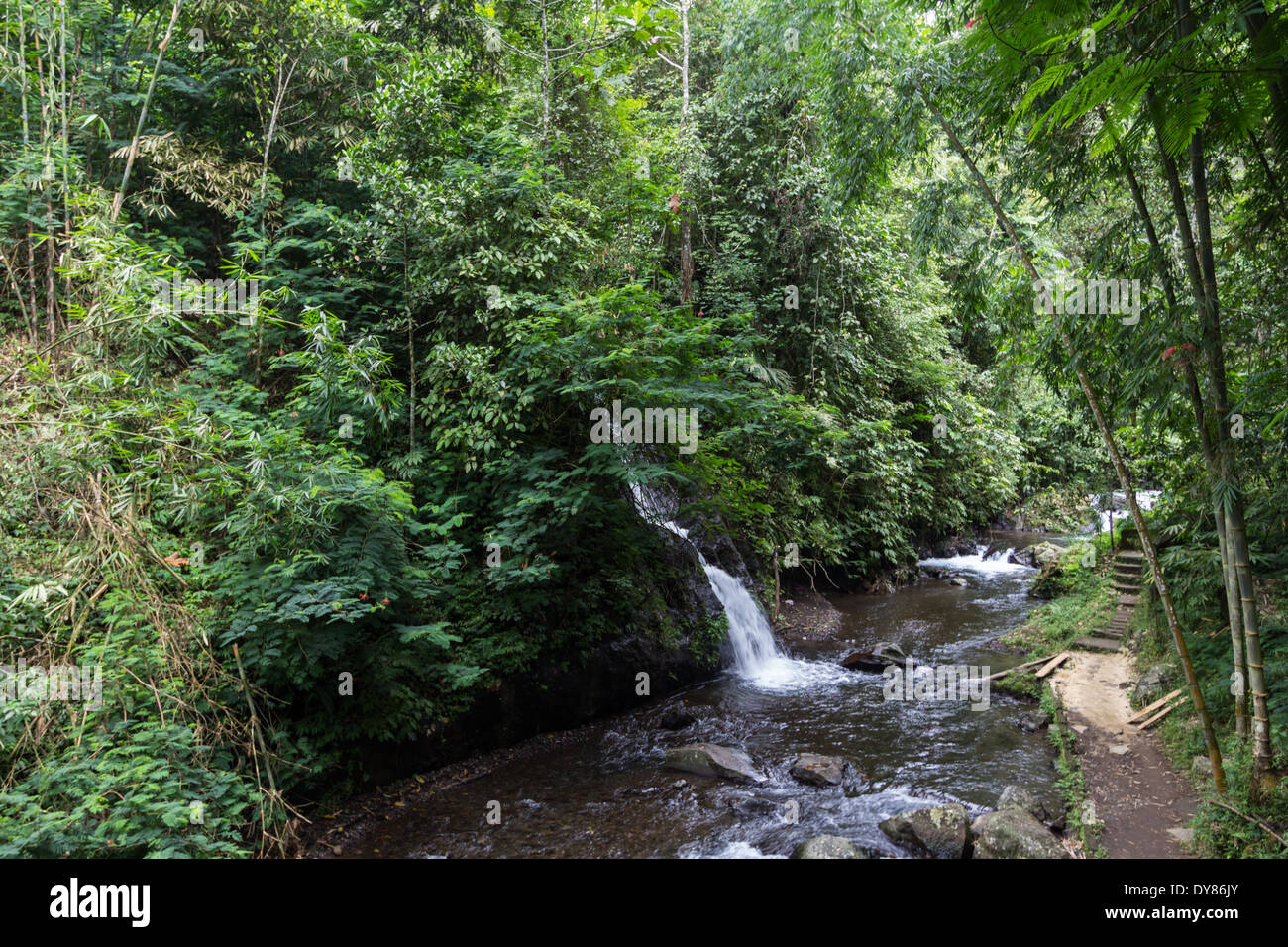 Petite cascade sur un ruisseau rocheux entouré d'une forêt tropicale dense près de la cascade de Gitgit, à Bali. Banque D'Images