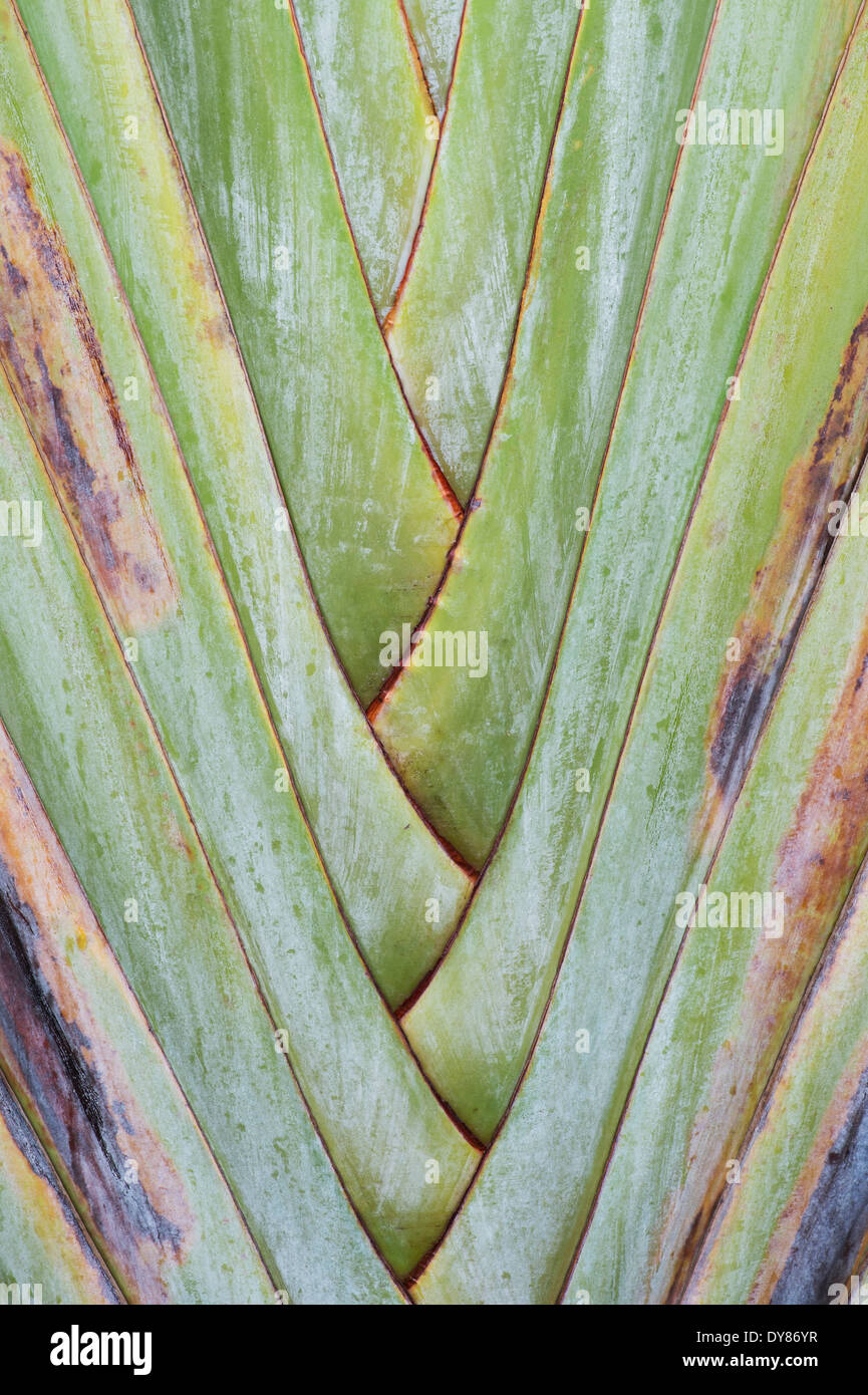 Ravenala madagascariensis. Les pétioles des feuilles de palmier des voyageurs pattern Banque D'Images