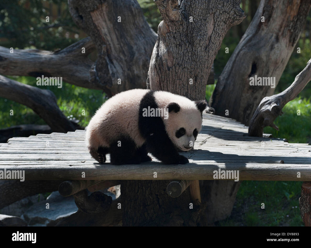 Madrid, Espagne. Apr 9, 2014. Panda géant 'Xing Bao' est vu au zoo de Madrid le 9 avril 2014. 'Xing Bao' a été la quatrième à être panda né dans le zoo. Credit : Xie Haining/Xinhua/Alamy Live News Banque D'Images