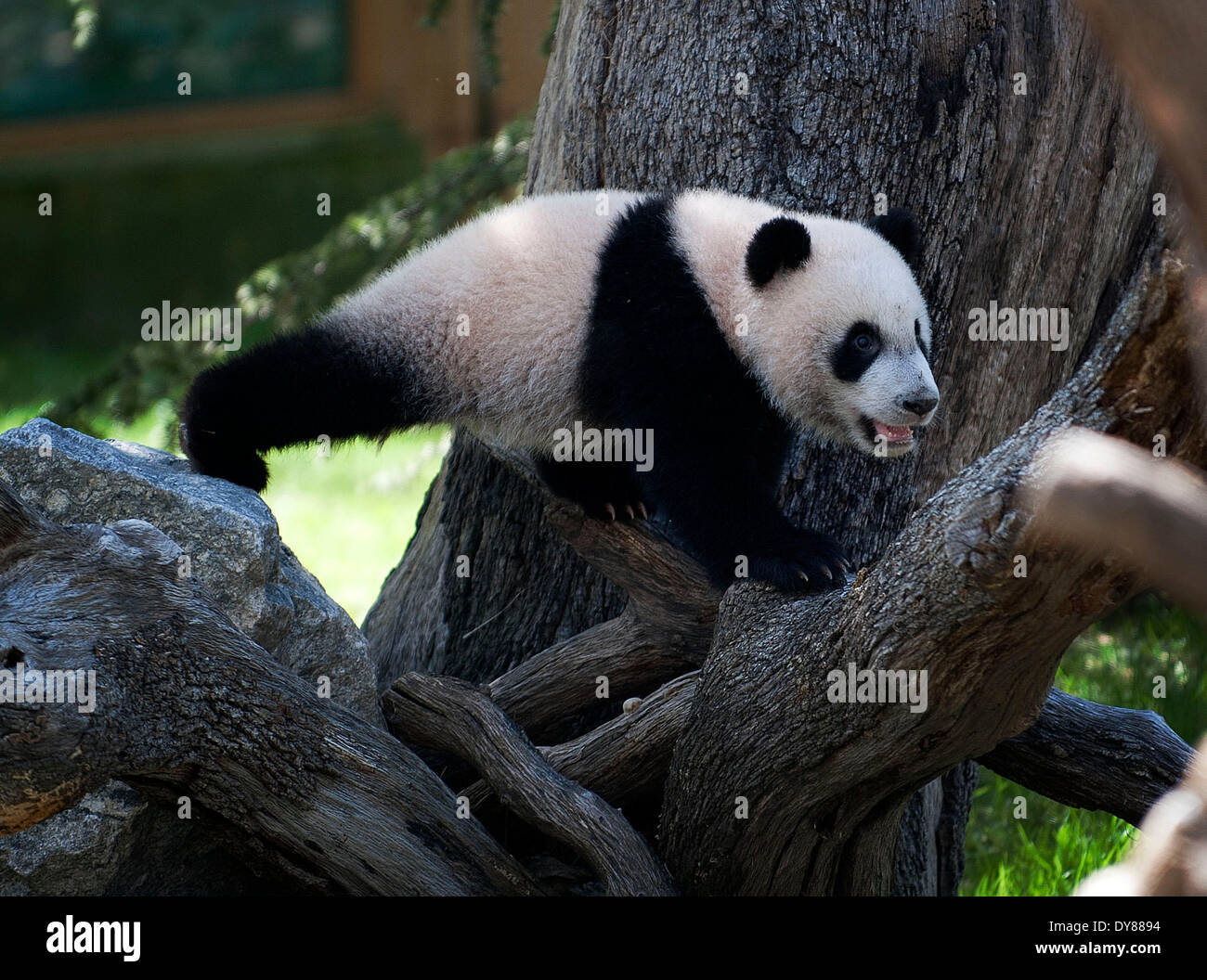 Madrid, Espagne. Apr 9, 2014. Panda géant 'Xing Bao' est vu au zoo de Madrid le 9 avril 2014. 'Xing Bao' a été la quatrième à être panda né dans le zoo. Credit : Xie Haining/Xinhua/Alamy Live News Banque D'Images