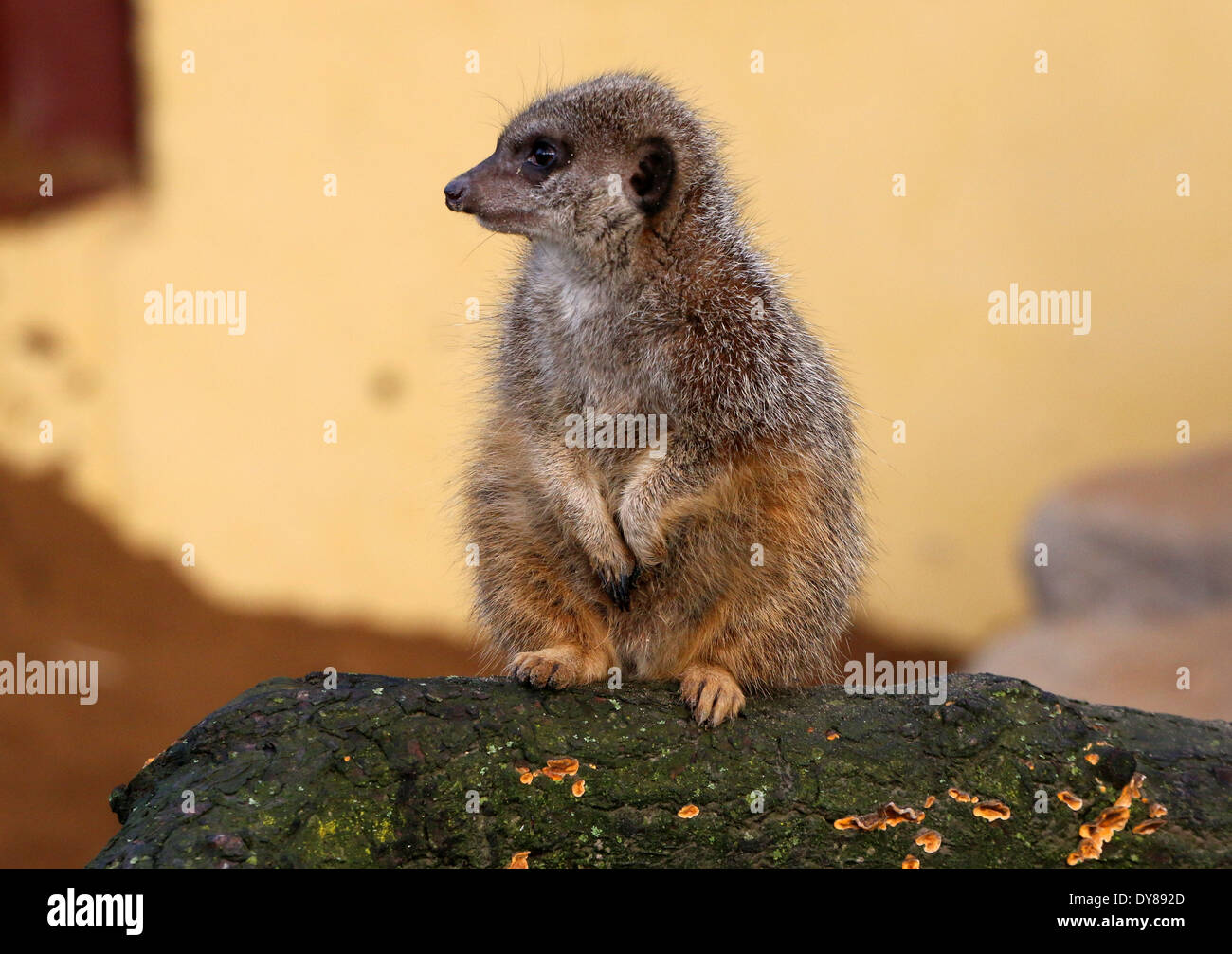 Close-up of an African Meerkat (Suricata suricatta) assis sur un rocher Banque D'Images