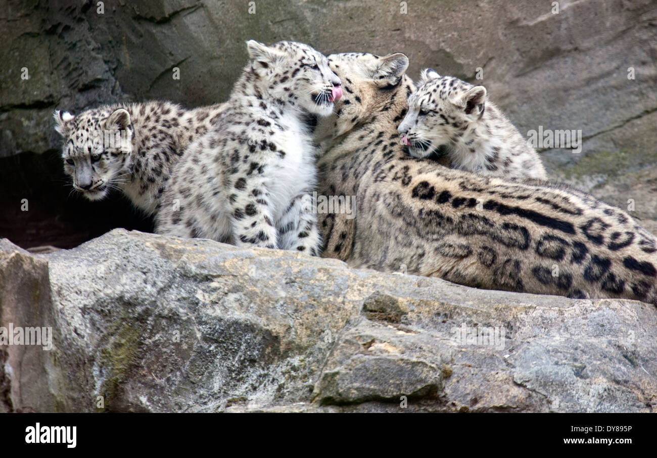 Snow Leopard deux oursons assis avec leur mère Banque D'Images