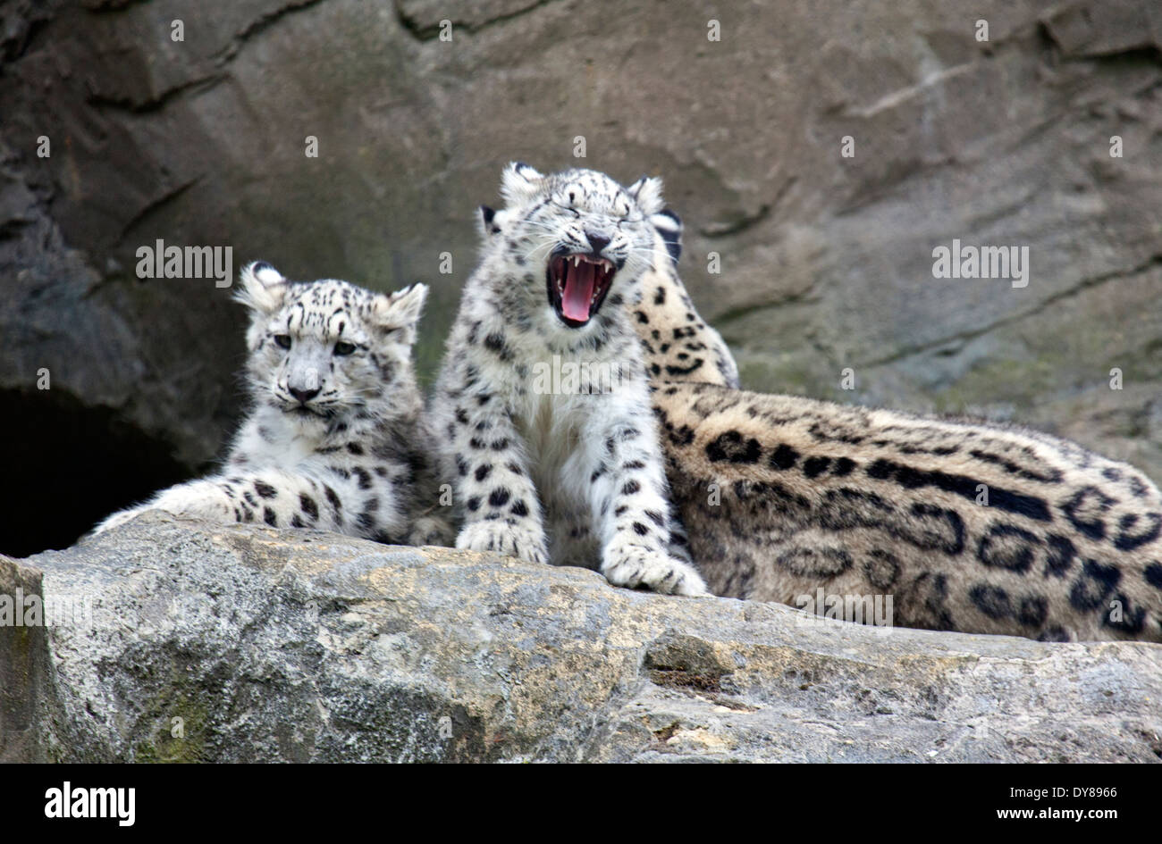 Snow Leopard deux oursons assis avec leur mère Banque D'Images