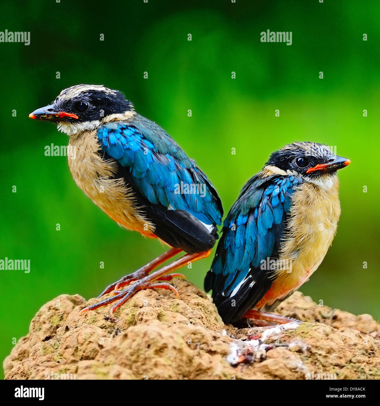 Pitta colorés, à ailes bleues juvéniles (Pitta Pitta moluccensis), debout sur le terrain Banque D'Images