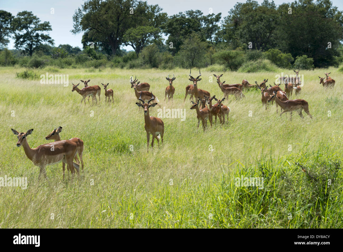 Impala groupe afrique du sud parc national Kruger Banque D'Images