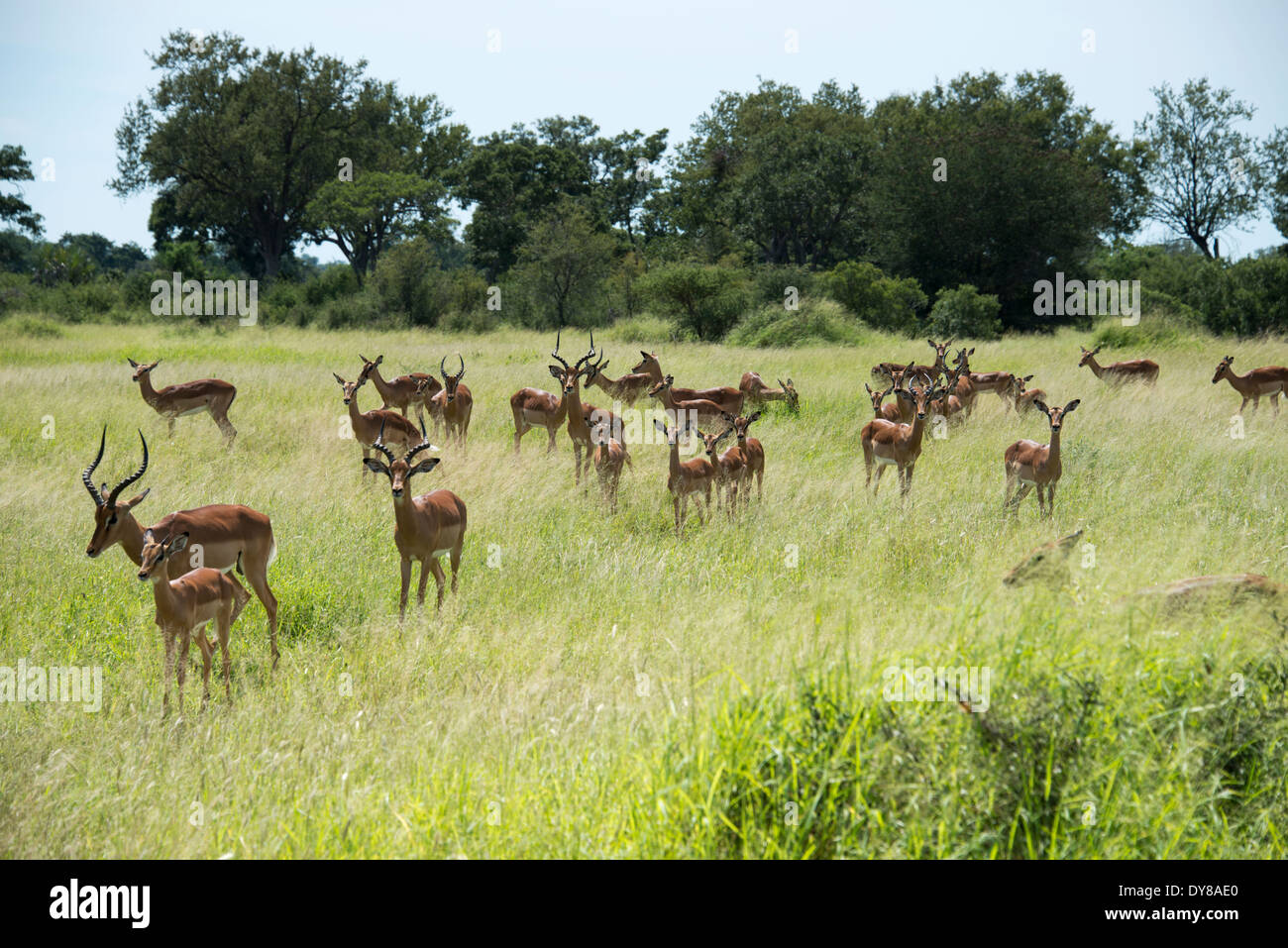Impala groupe afrique du sud parc national Kruger Banque D'Images
