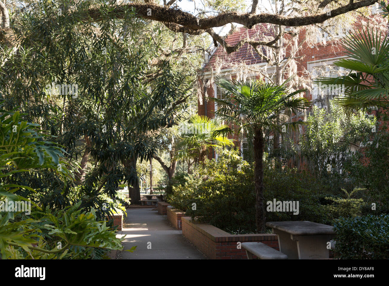 La mousse espagnole sur les arbres et bâtiments de classe, l'Université de Floride, Gainesville, FL, USA Banque D'Images