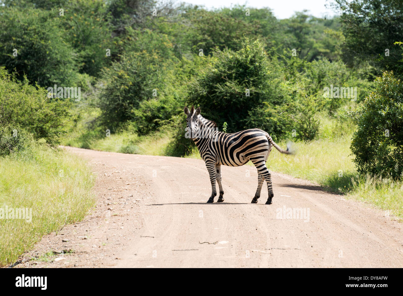 Zebra sur la route dans la réserve de parc national Kruger en Afrique du Sud Banque D'Images