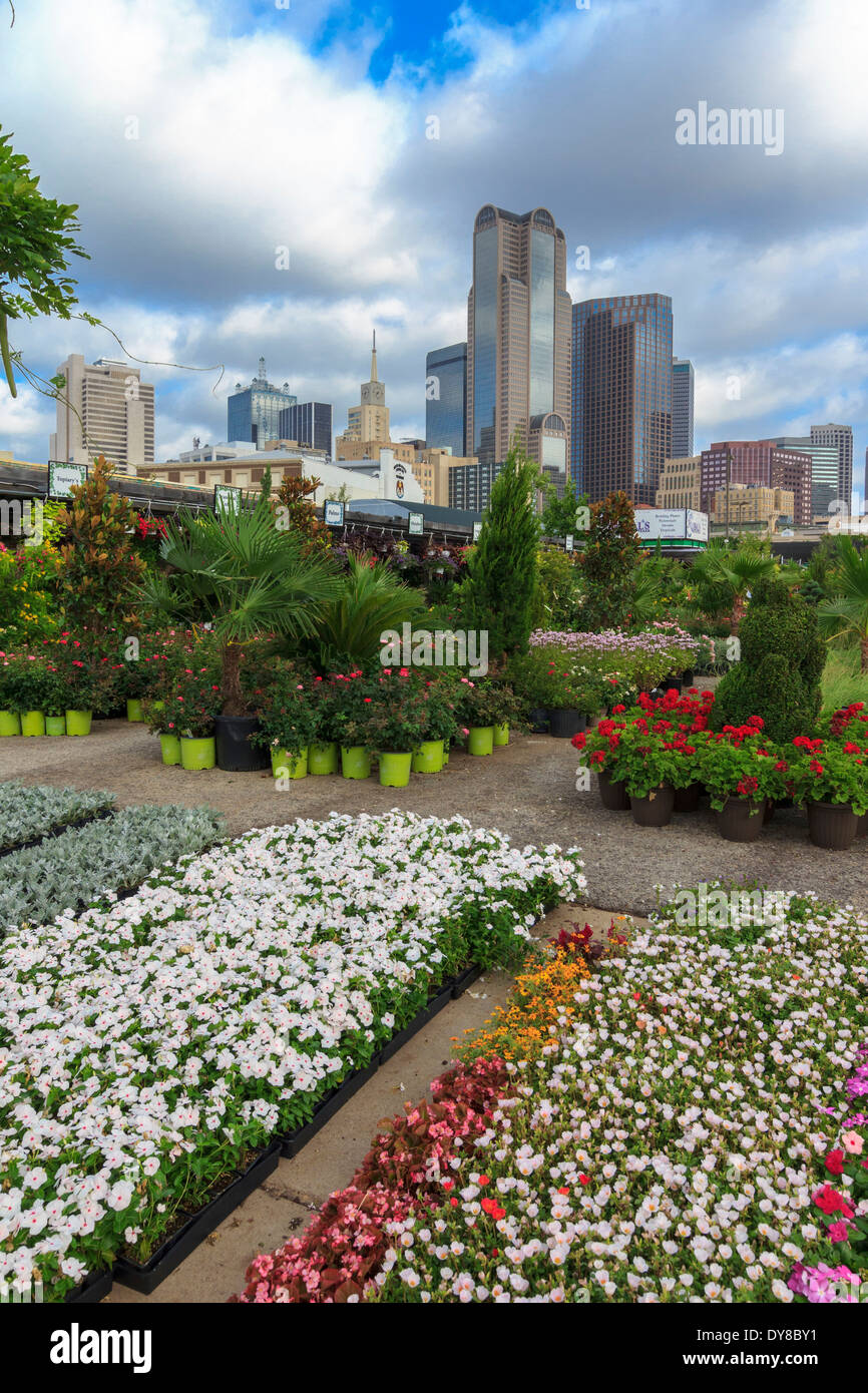 Colorés, Dallas, Farmers Market, jardinerie, pépinière, Ruibal, Skyline, New York, USA, United States, Amérique, Banque D'Images