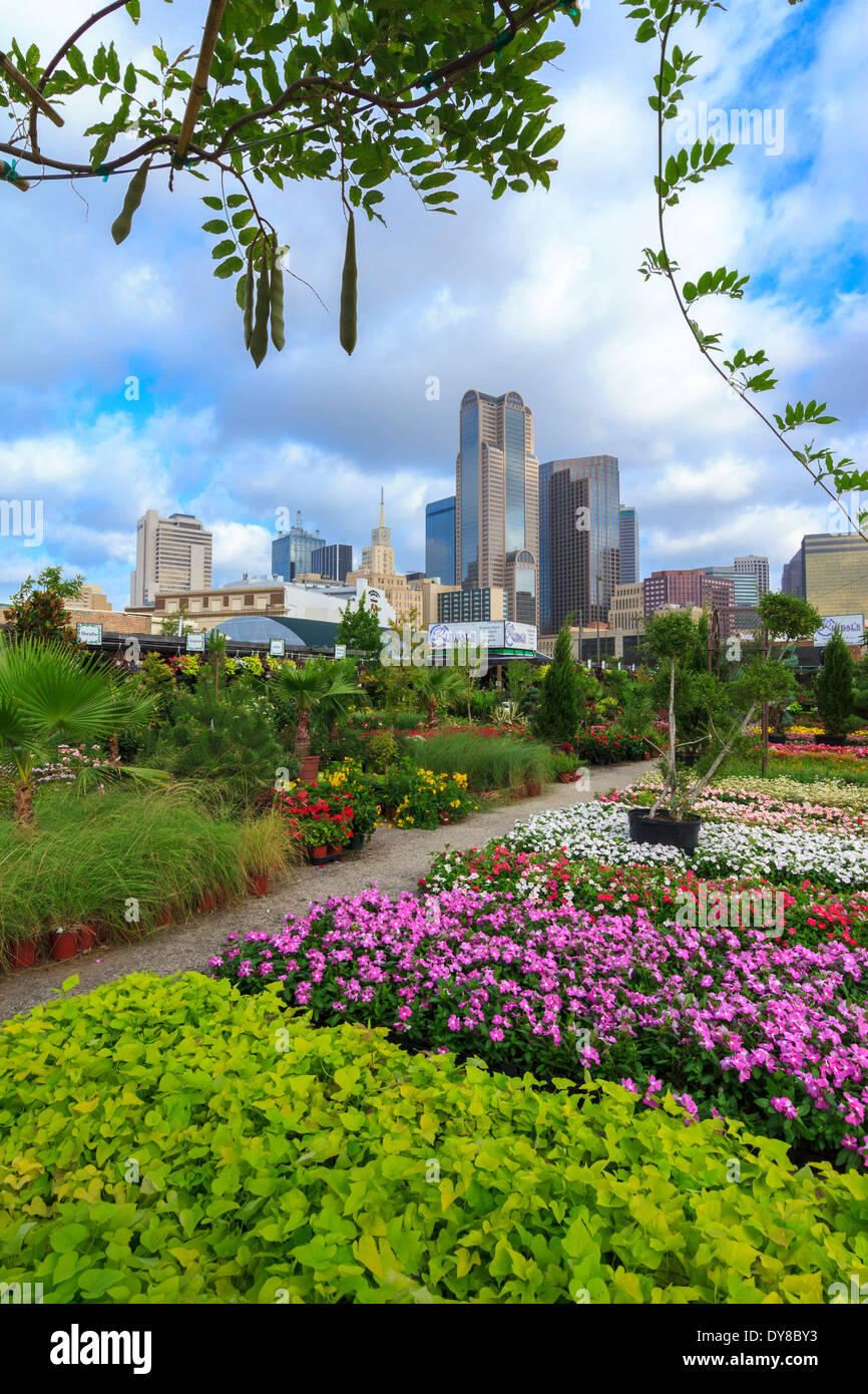 Colorés, Dallas, Farmers Market, jardinerie, pépinière, Ruibal, Skyline, New York, USA, United States, Amérique, Banque D'Images