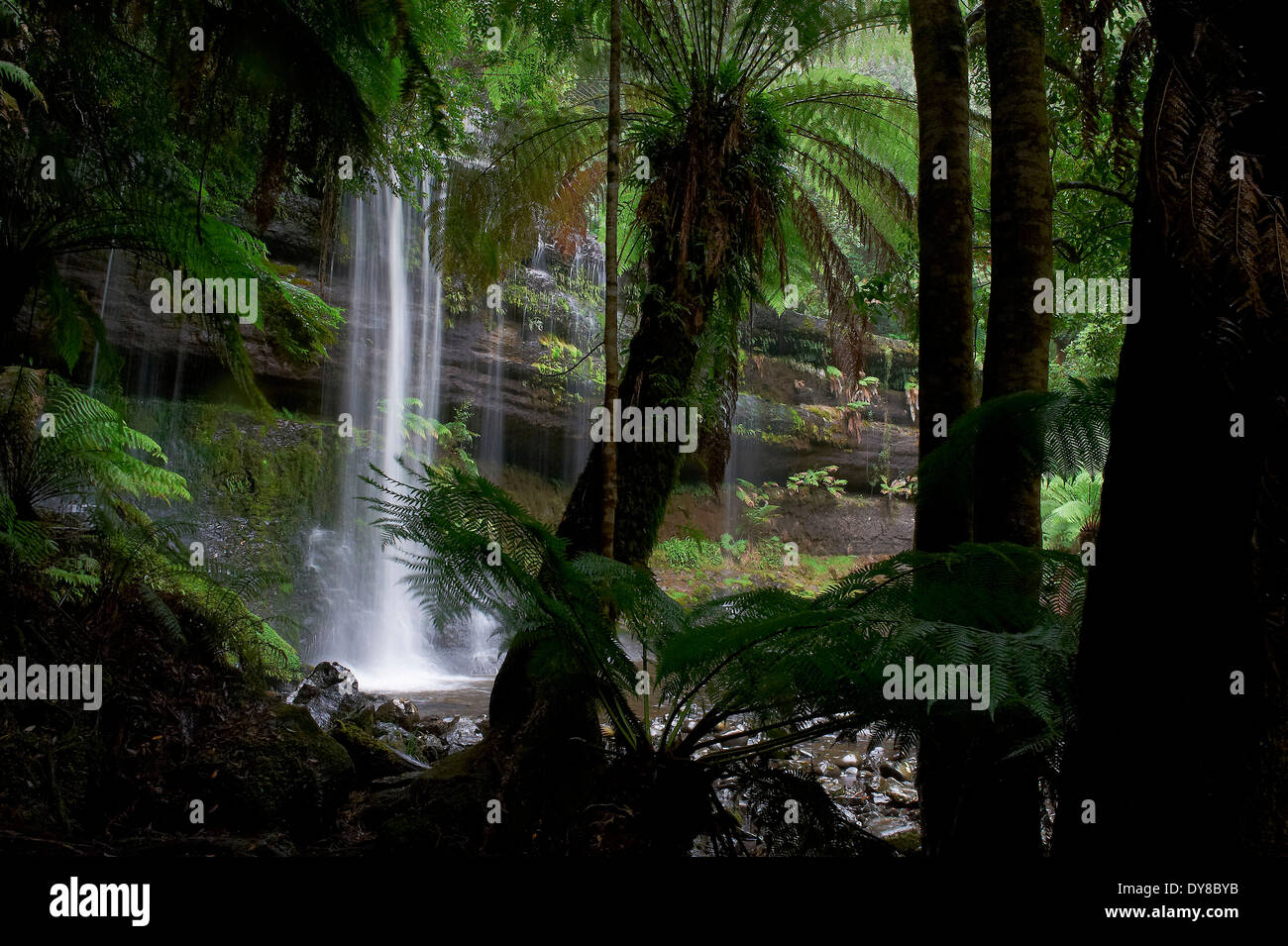 L'Australie, Mount Field, parc, forêt tropicale, Tasmanie, Victoria, cascade Banque D'Images