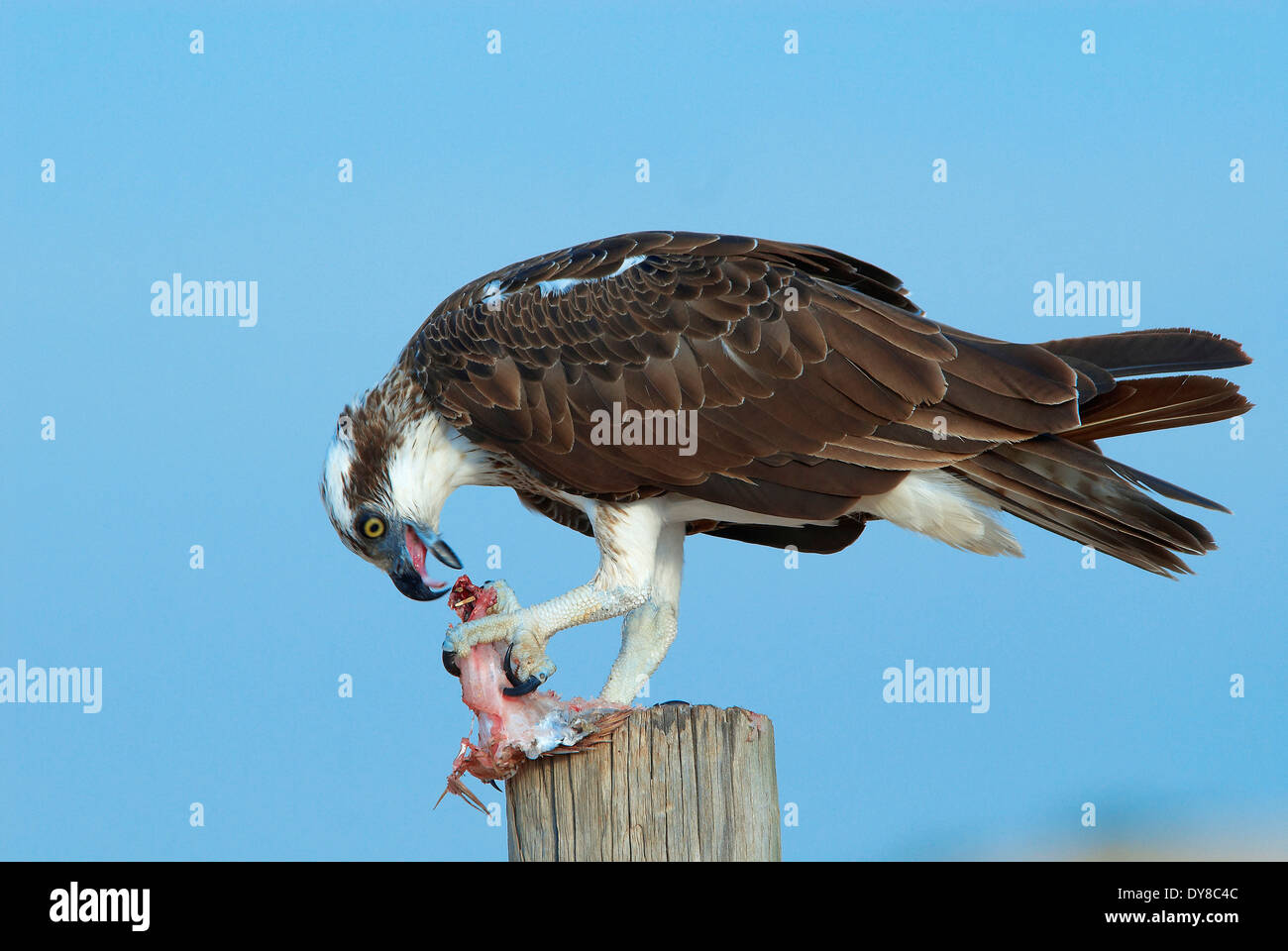 Eagle, de l'Australie, Cape Leveque, poissons, animaux, oiseaux, l'ouest de l'Australie, proie, manger Banque D'Images