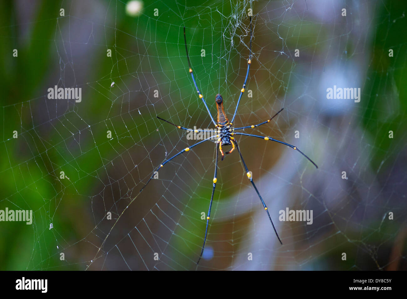 L'Australie, Litchfield, parc national, Territoire du Nord, spider, d'animaux, net Banque D'Images