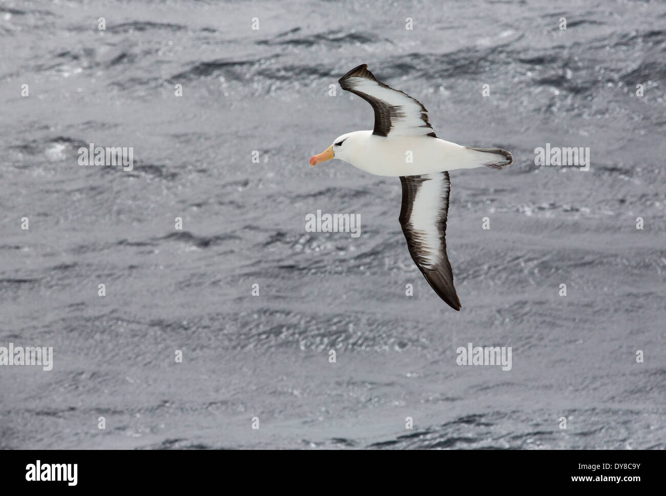 Un merle noir ; Thalassarche melanophrys, volant dans le Passage de Drake, Sub-Antarctica. Banque D'Images