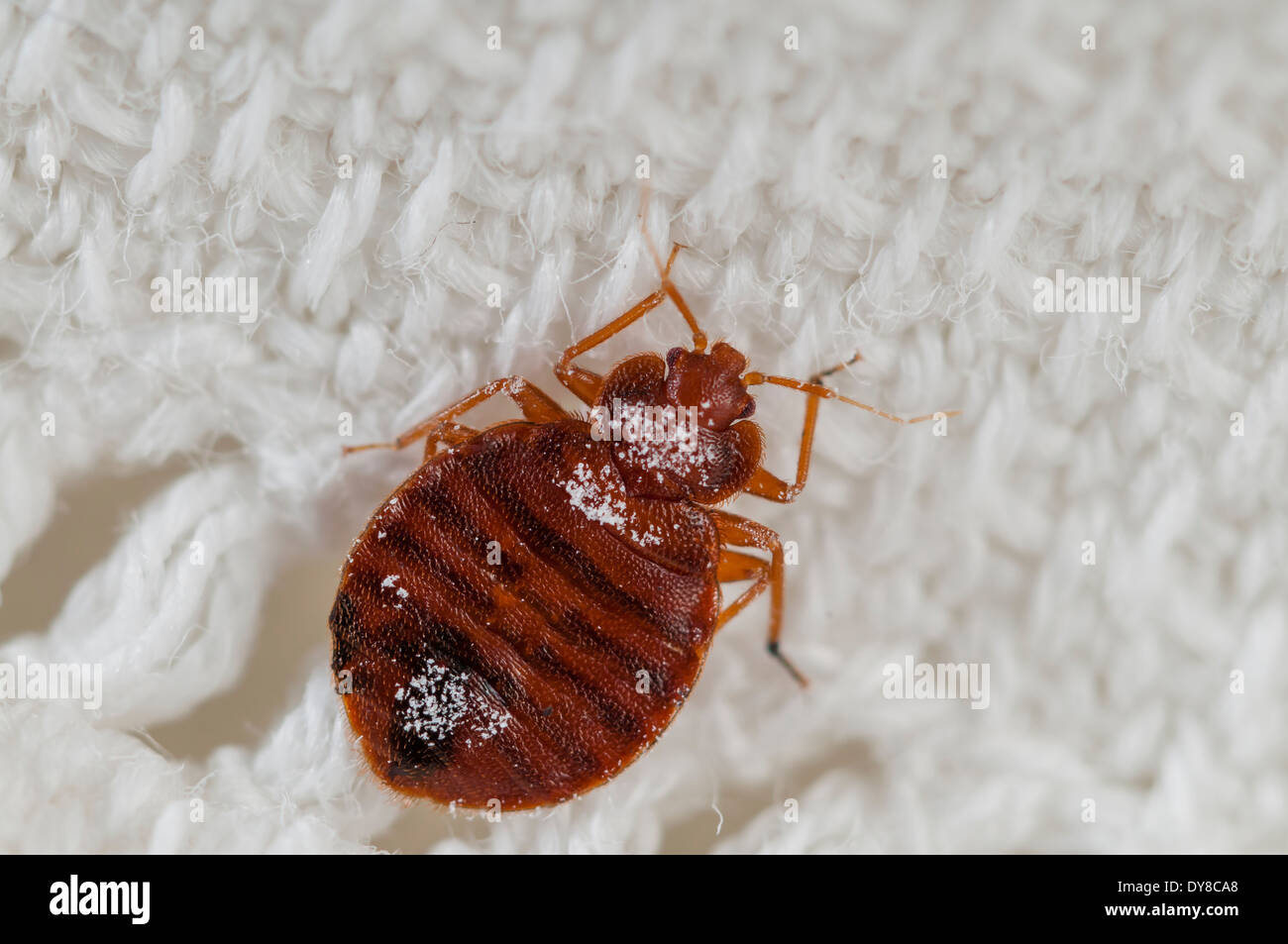 Les punaises de lit (Cimex lectularius) l'émergence d'espèces nuisibles, sur un drap de lit brodé, Espagne Banque D'Images