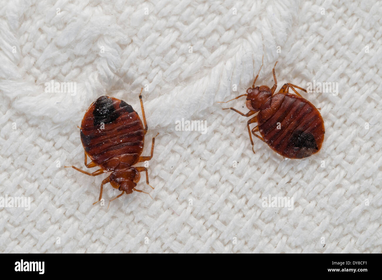 Les punaises de lit (Cimex lectularius) l'émergence d'espèces nuisibles, sur un drap de lit brodé, Espagne Banque D'Images