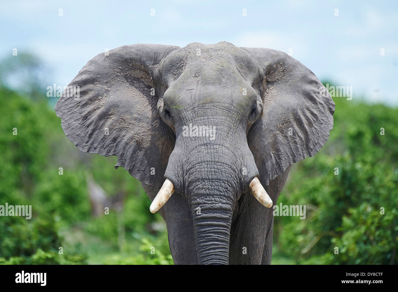 Le Botswana, l'Afrique, l'éléphant, Savuti, animaux, head-on Banque D'Images