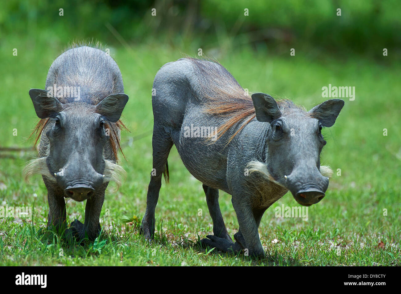 Le Botswana, l'Afrique, Moremi, verrue porcs, cochons, animaux, Banque D'Images