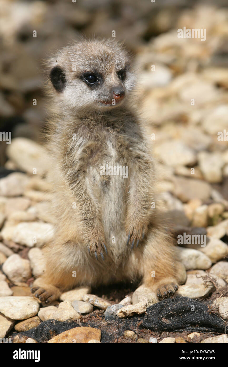 Bébé suricate Banque D'Images