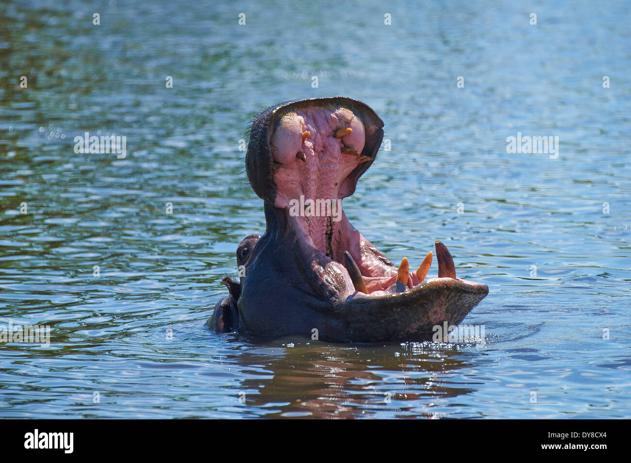 Le Botswana, l'Afrique, l'Hippopotame, Savuti, hippopotame, animal, bouche Banque D'Images