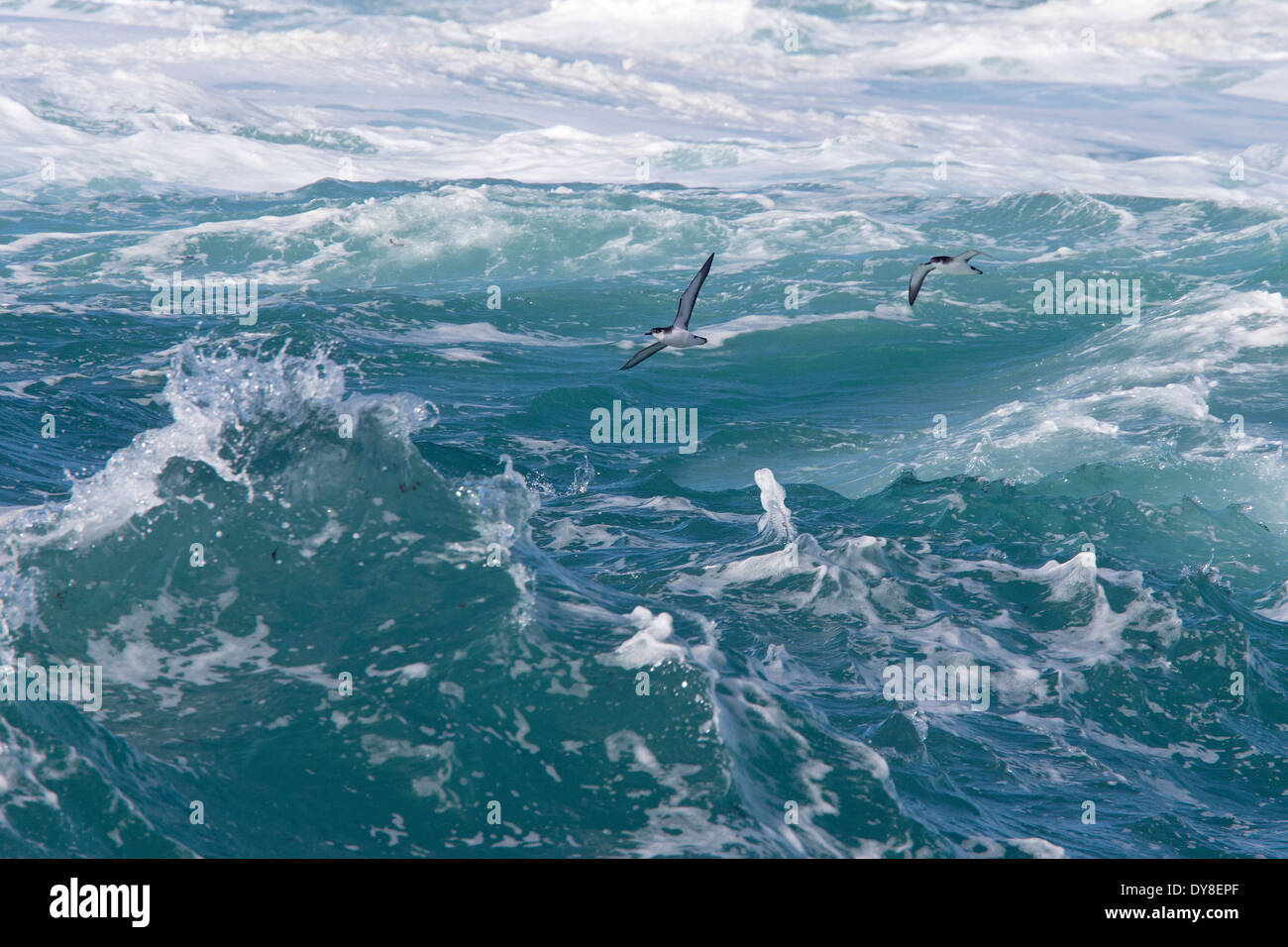 Deux Puffins des Anglais volant à basse altitude au-dessus d'une mer agitée au large de Cornwall, UK. Banque D'Images