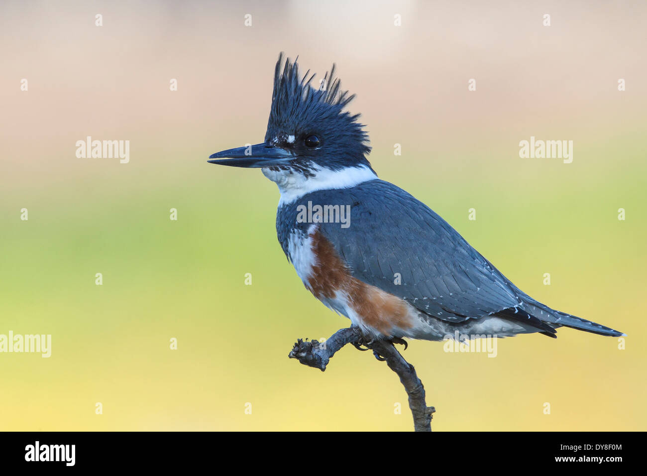 - Martin-pêcheur d'Amérique Megaceryle alcyon - femelle Banque D'Images