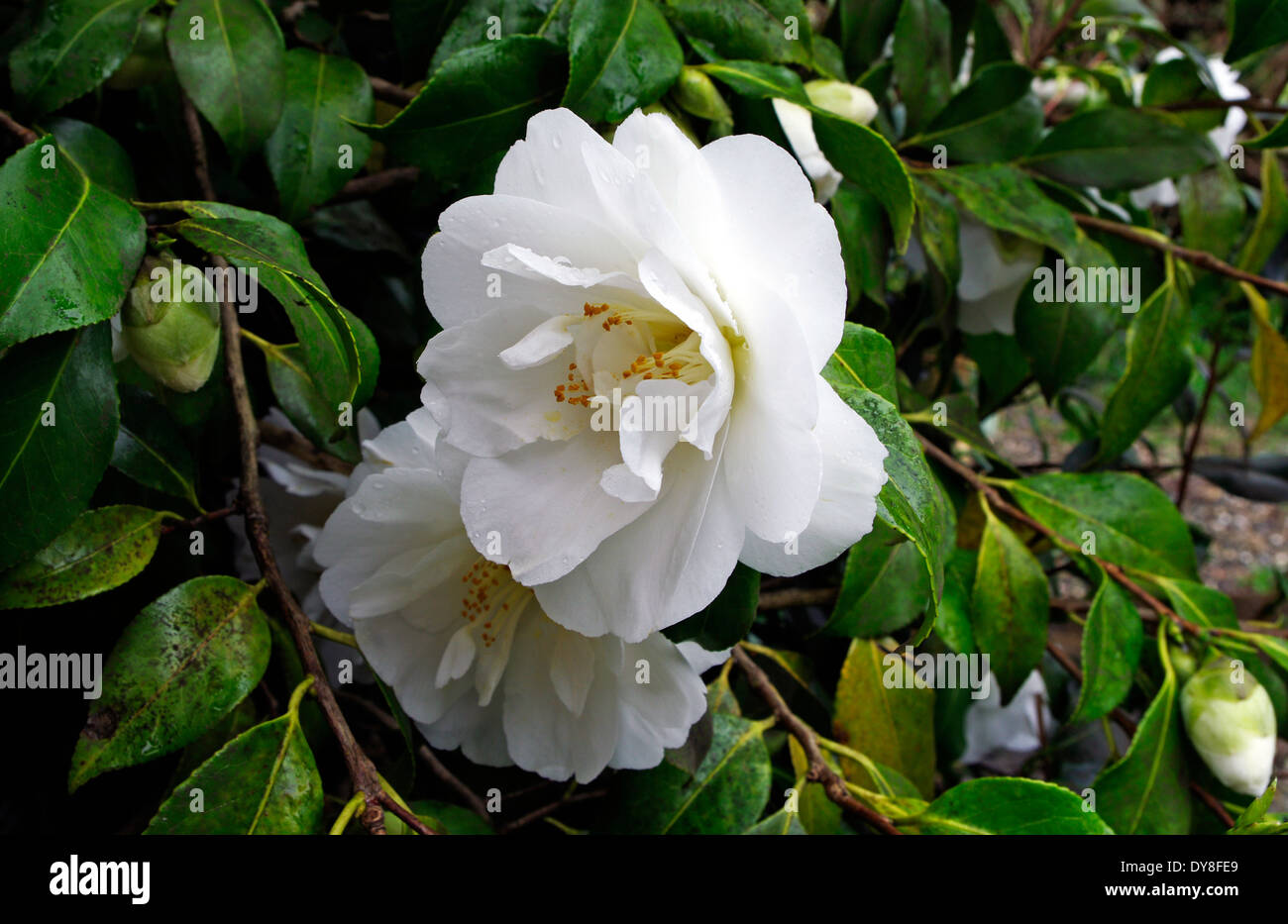 Camellia x williamsii cultivar 'Chine' argile au printemps Banque D'Images