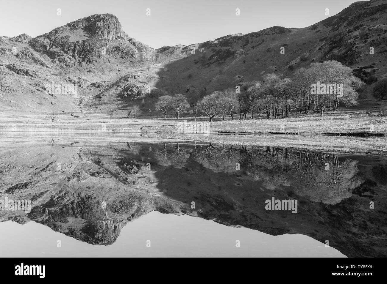 Une près de reflète parfaitement le côté Langale Pikes et Pike dans Blea Tarn, peu dans le Langdale Parc National de Lake District Banque D'Images