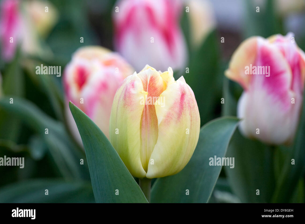Tulipa 'plaisir' dans le jardin. Banque D'Images