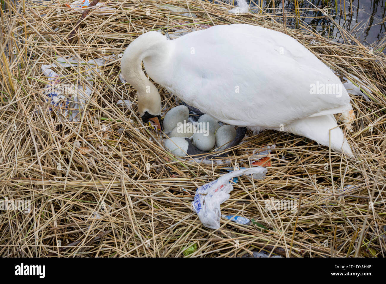 Une femelle cygne muet (pen) couve ses œufs sur un nid entouré de sacs en  plastique, des déchets dans un bassin d'eau en milieu urbain Photo Stock -  Alamy