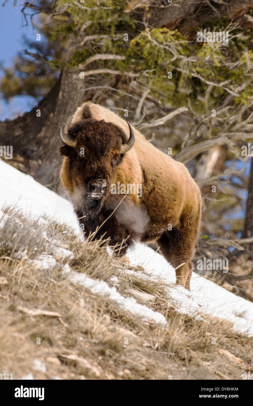 Bison d'Amérique, American Buffalo, le Parc National de Yellowstone, Wyoming, USA Banque D'Images