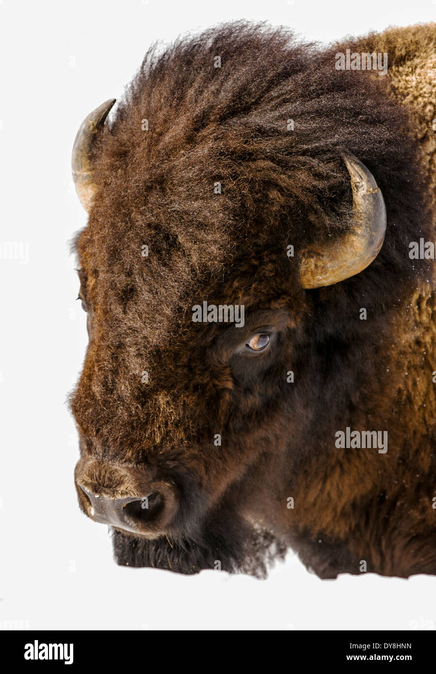 Bison d'Amérique, American Buffalo, en profonde neige de l'hiver, le Parc National de Yellowstone, Wyoming, USA Banque D'Images